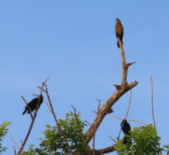Quiscalus lugubris