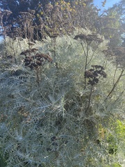 Constancea nevinii