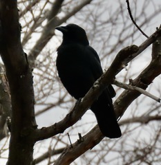 Corvus brachyrhynchos