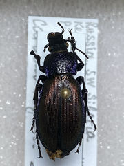 Carabus regalis regalis