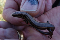 Oligosoma inconspicuum