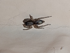 Porrhoclubiona leucaspis
