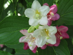 Weigela coraeensis