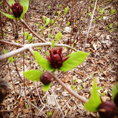 Calycanthus floridus glaucus