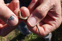 Oligosoma inconspicuum