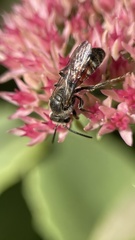 Sphecodogastra