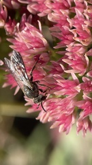 Sphecodogastra