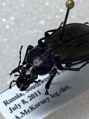Carabus regalis regalis