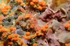 Polysyncraton lacazei