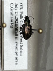 Agonum muelleri