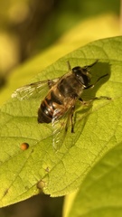 Eristalis tenax