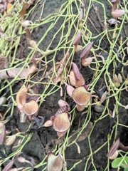 Aristolochia maxima