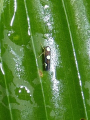 Image of Erythrogonia quadriplagiata