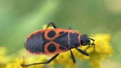 Pyrrhocoris apterus