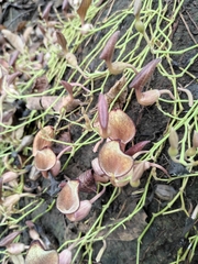 Aristolochia maxima