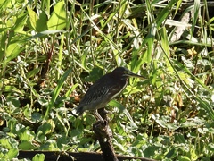Butorides virescens image