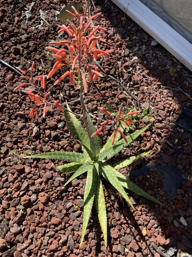 Aloe maculata image