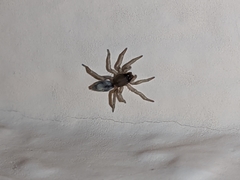 Porrhoclubiona leucaspis
