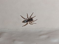 Porrhoclubiona leucaspis