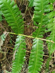 Cyathea horrida