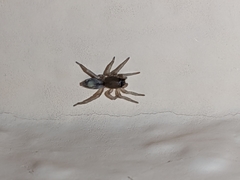Porrhoclubiona leucaspis