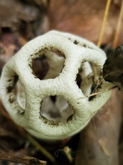 Clathrus roseovolvatus