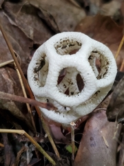 Clathrus roseovolvatus