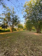 Phyllostachys angusta