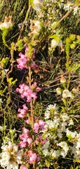Erica denticulata