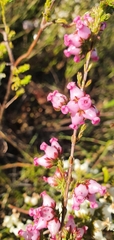 Erica denticulata