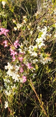 Erica denticulata