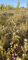 Erica denticulata