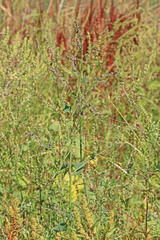 Atriplex dioica