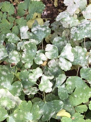 Erysiphe aquilegiae