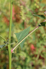 Atriplex dioica