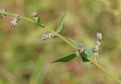 Atriplex dioica