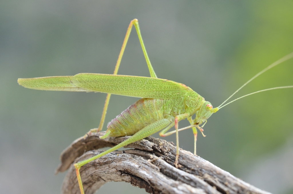 Phaneroptera laticerca