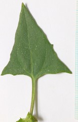 Atriplex dioica