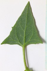 Atriplex dioica