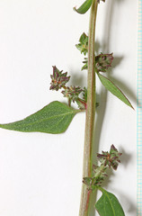 Atriplex dioica