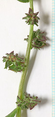 Atriplex dioica