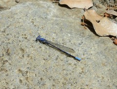 Argia munda