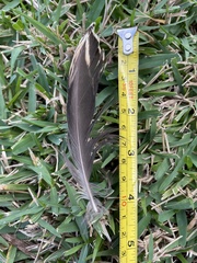 Anas platyrhynchos × fulvigula