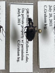 Anchomenus aeneolus