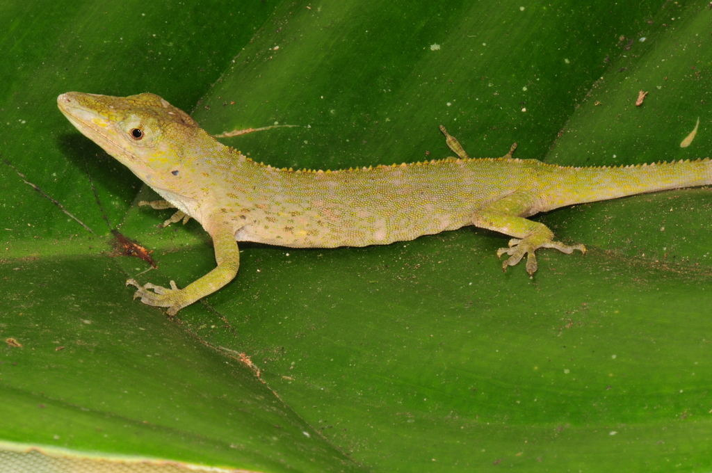 Proboscis Anole in August 2009 by Thomas L Kennedy. Collected by Steve ...