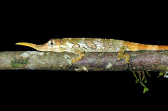 Anolis proboscis