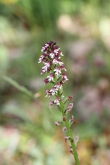 Neotinea ustulata ustulata