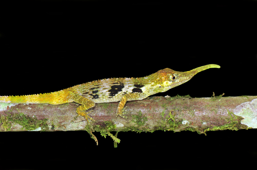 Horned Anole, Anolis proboscis