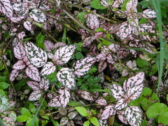 Hypoestes phyllostachya