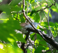 Thryophilus rufalbus